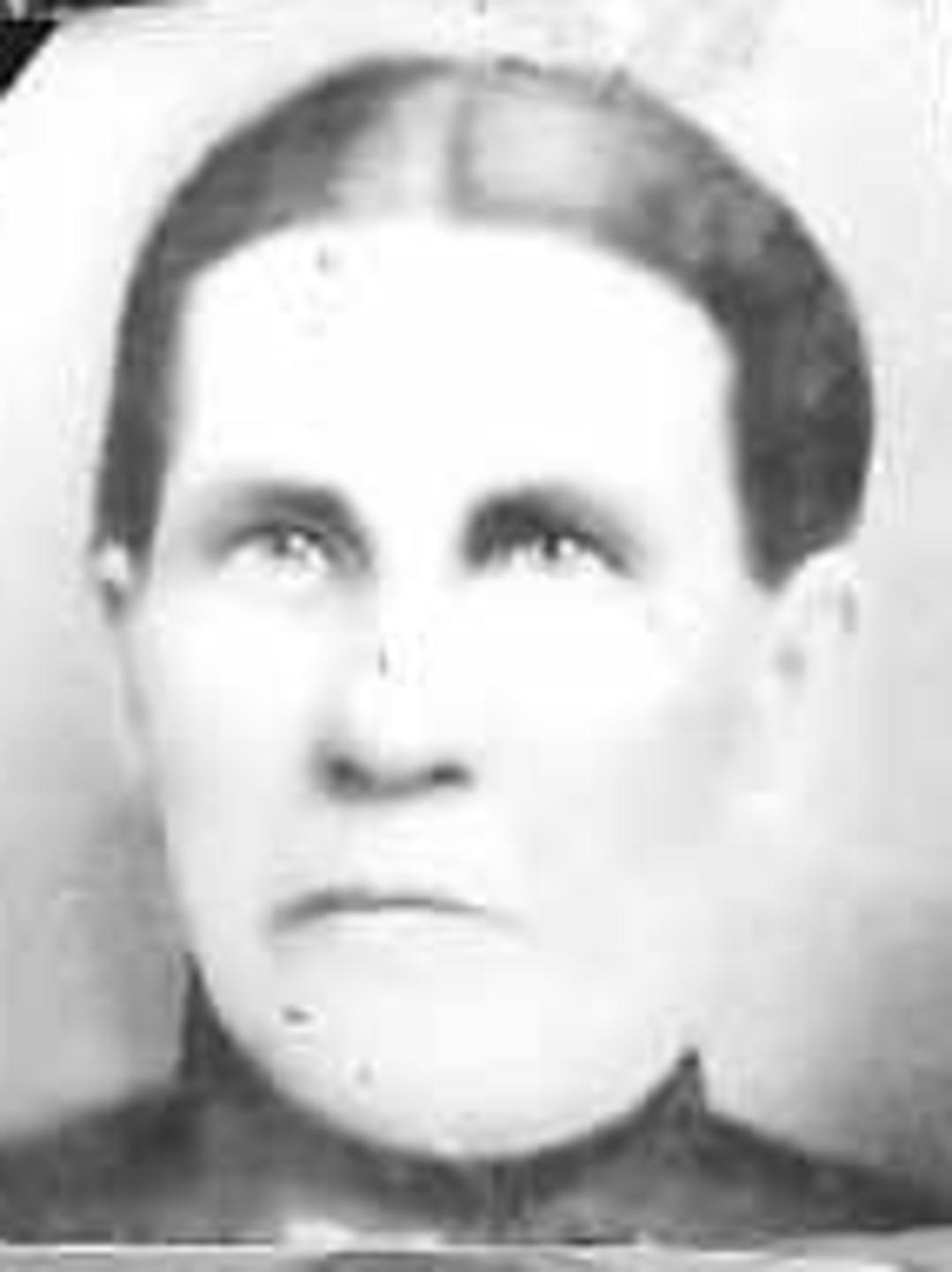 Phoebe Augusta Hubbard (1841 - 1919) Profile